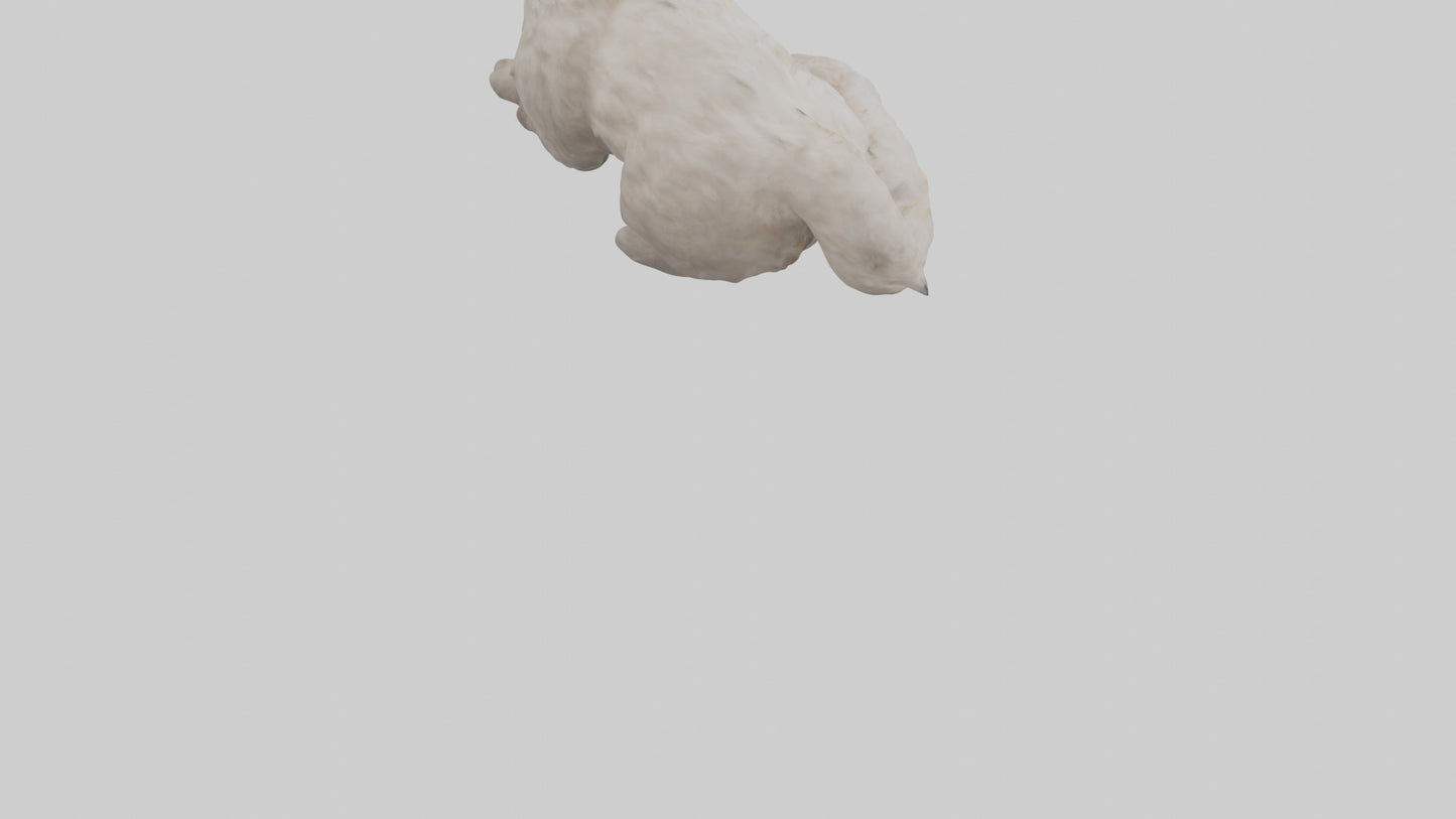 Persian Cat resting model VR / AR / low-poly