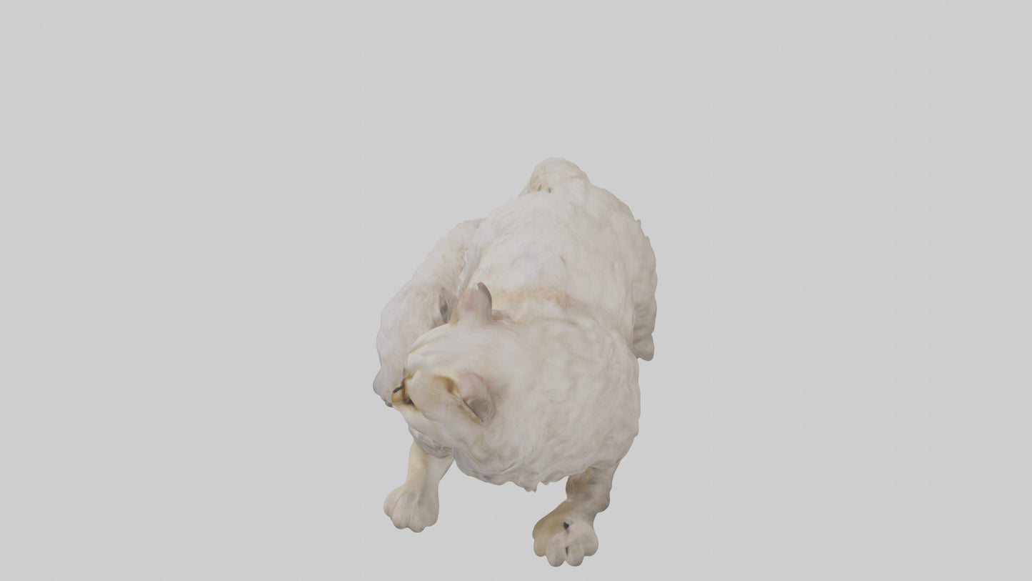 Persian Cat resting model VR / AR / low-poly