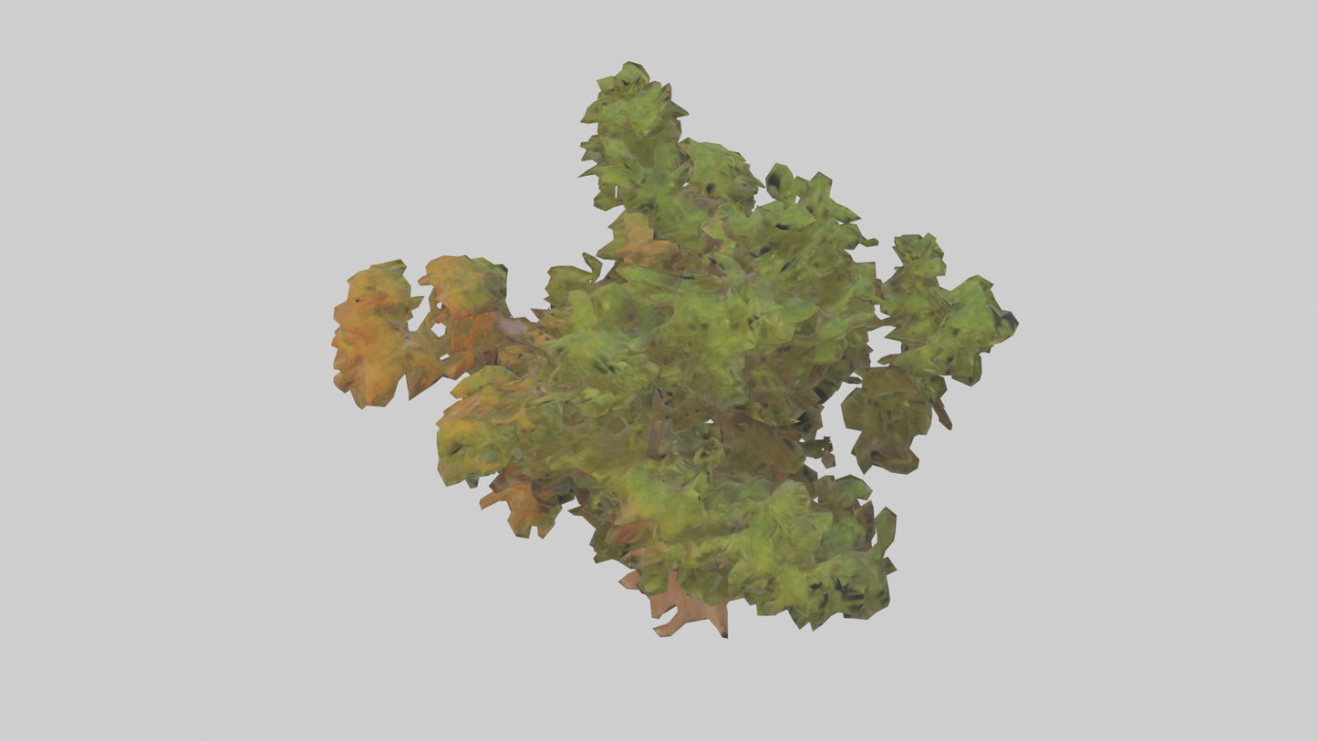 3D model Peruvian Pepper tree model VR / AR / low-poly