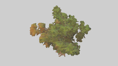 3D model Peruvian Pepper tree model VR / AR / low-poly