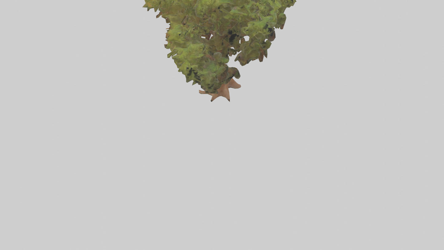 3D model Peruvian Pepper tree model VR / AR / low-poly