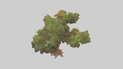 3D model Peruvian Pepper tree model VR / AR / low-poly