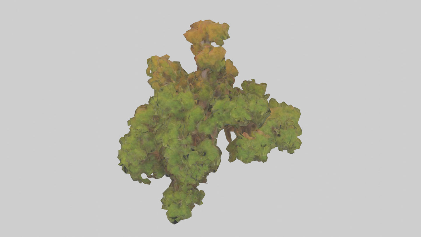 3D model Peruvian Pepper tree model VR / AR / low-poly