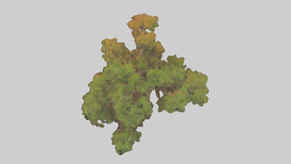 3D model Peruvian Pepper tree model VR / AR / low-poly