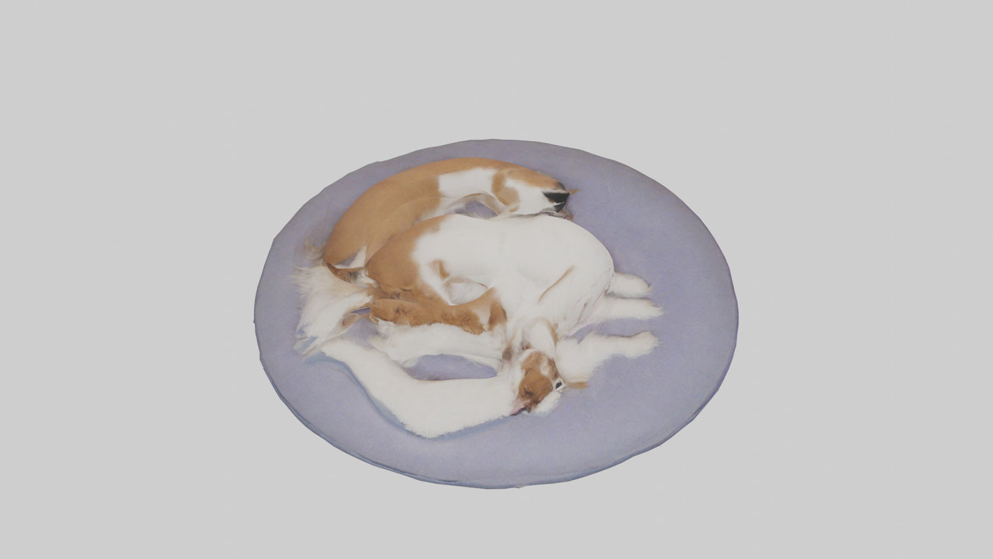 3D model Pet Room VR / AR / low-poly