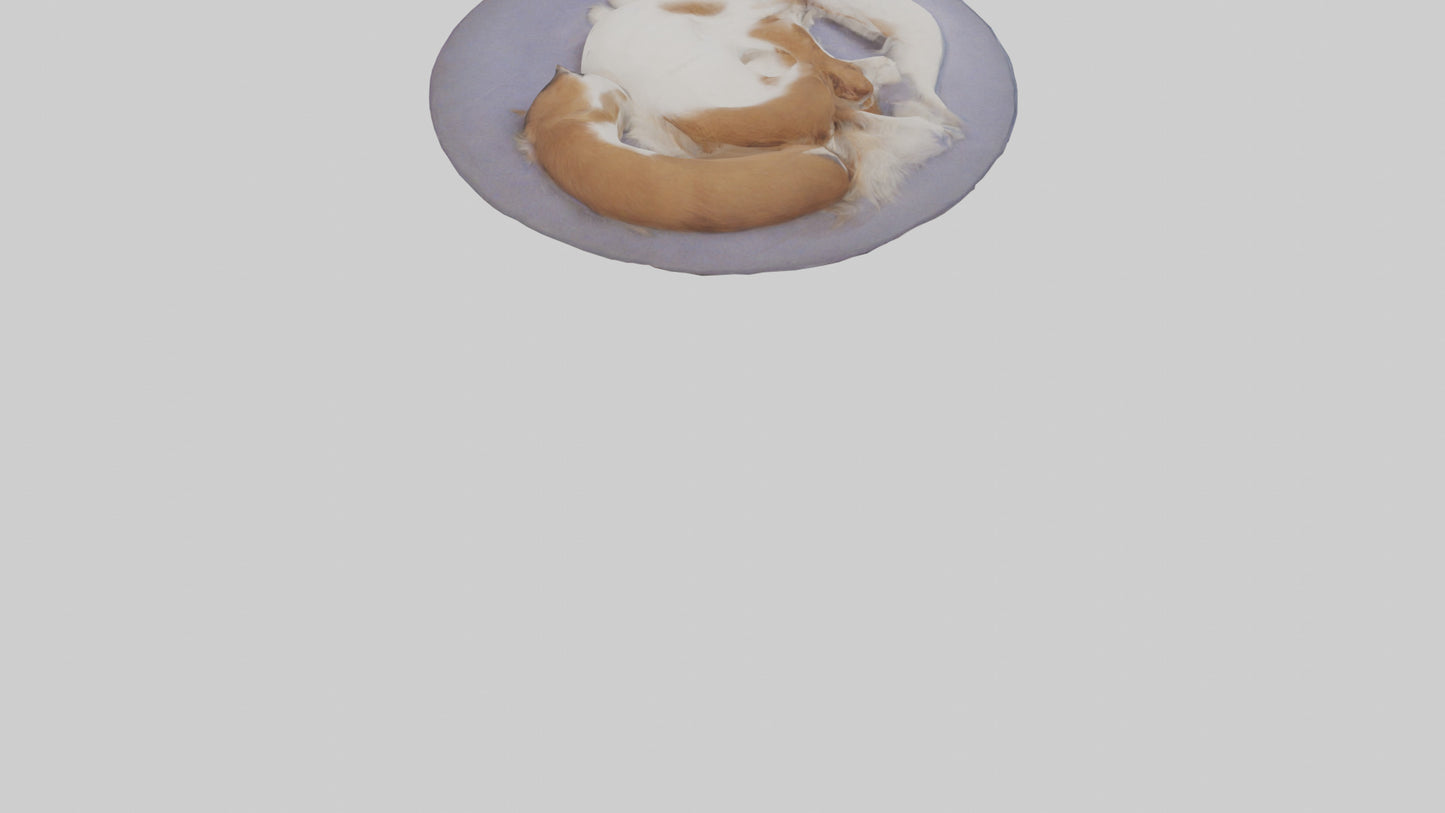 3D model Pet Room VR / AR / low-poly