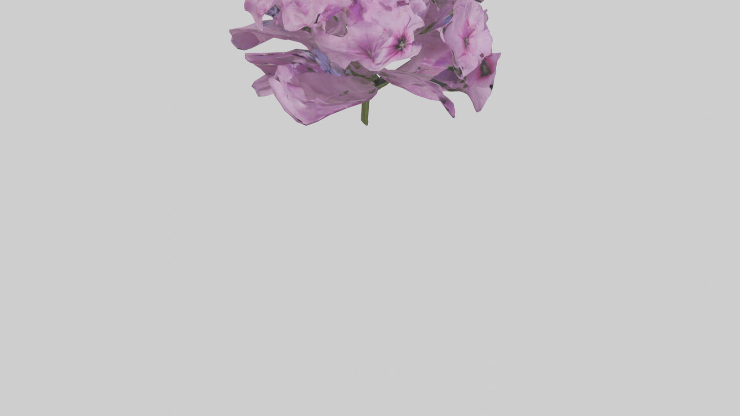 3D model Phlox model VR / AR / low-poly