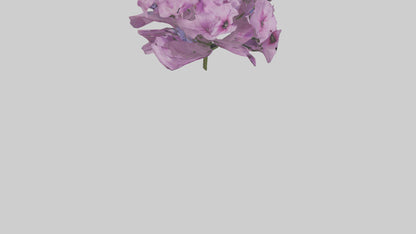 3D model Phlox model VR / AR / low-poly