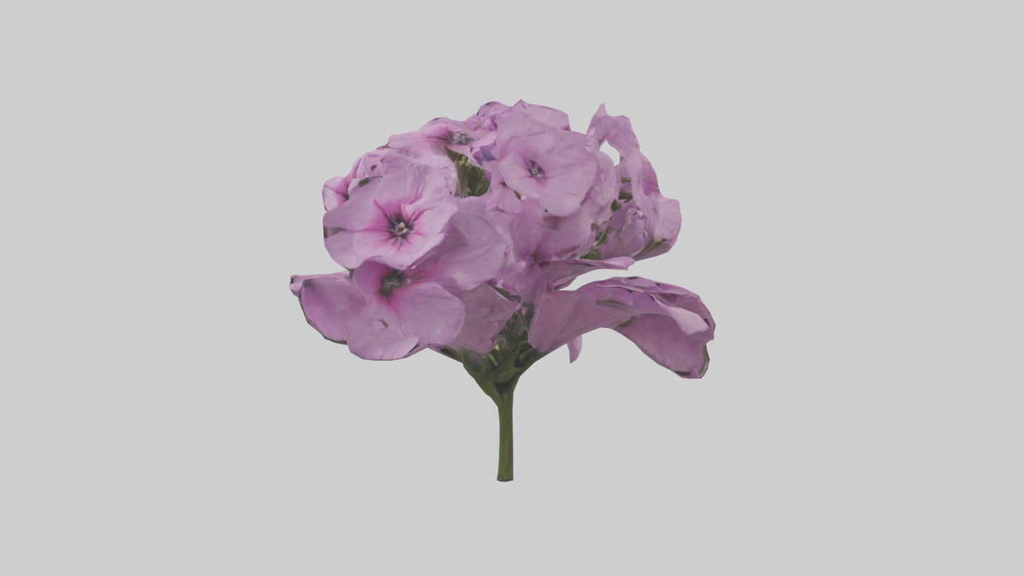 3D model Phlox model VR / AR / low-poly