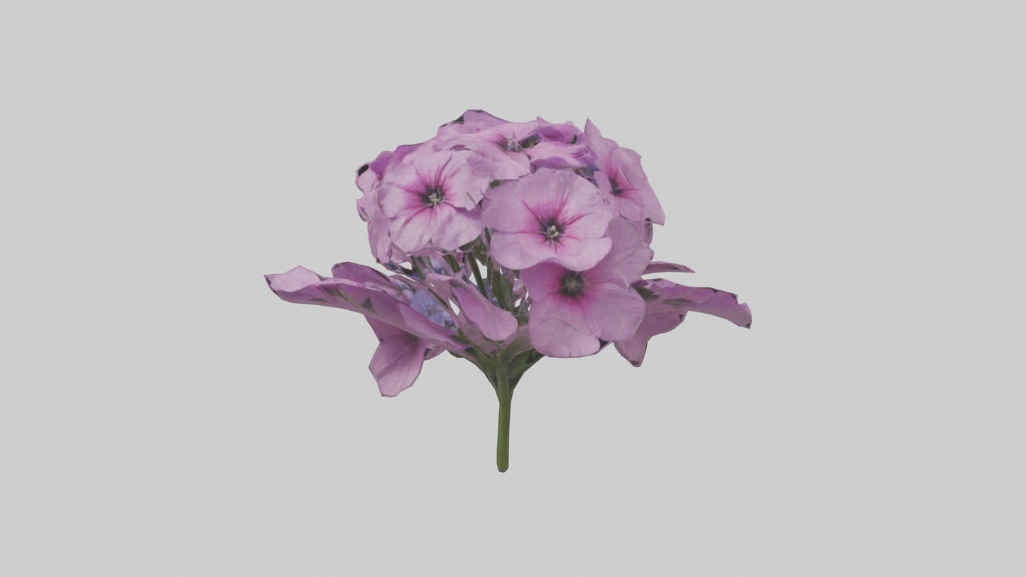 3D model Phlox model VR / AR / low-poly