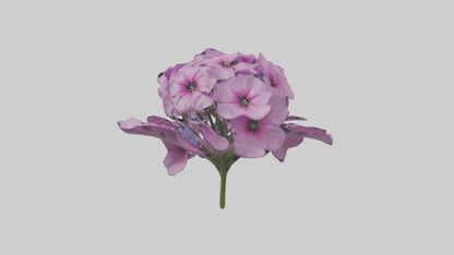 3D model Phlox model VR / AR / low-poly