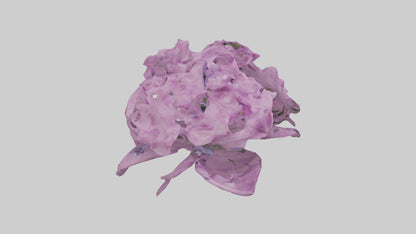 3D model Phlox model VR / AR / low-poly