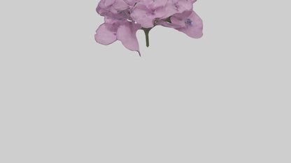 3D model Phlox model VR / AR / low-poly