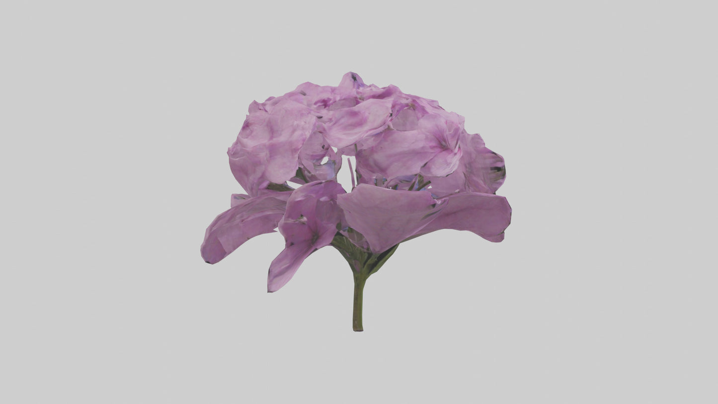 3D model Phlox model VR / AR / low-poly
