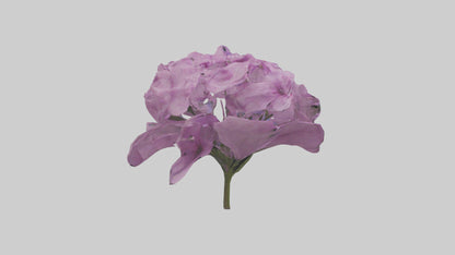 3D model Phlox model VR / AR / low-poly