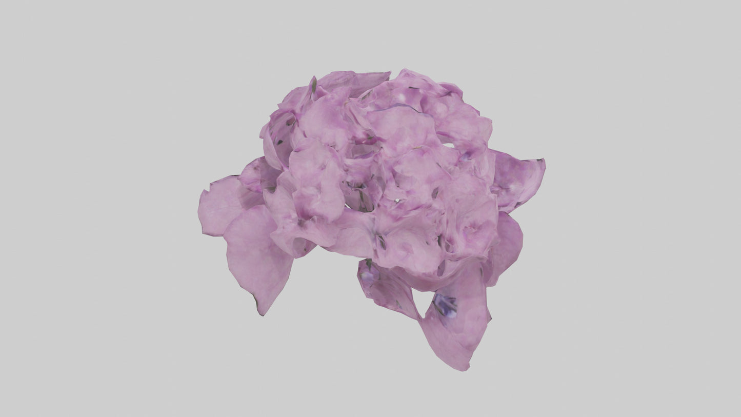 3D model Phlox model VR / AR / low-poly