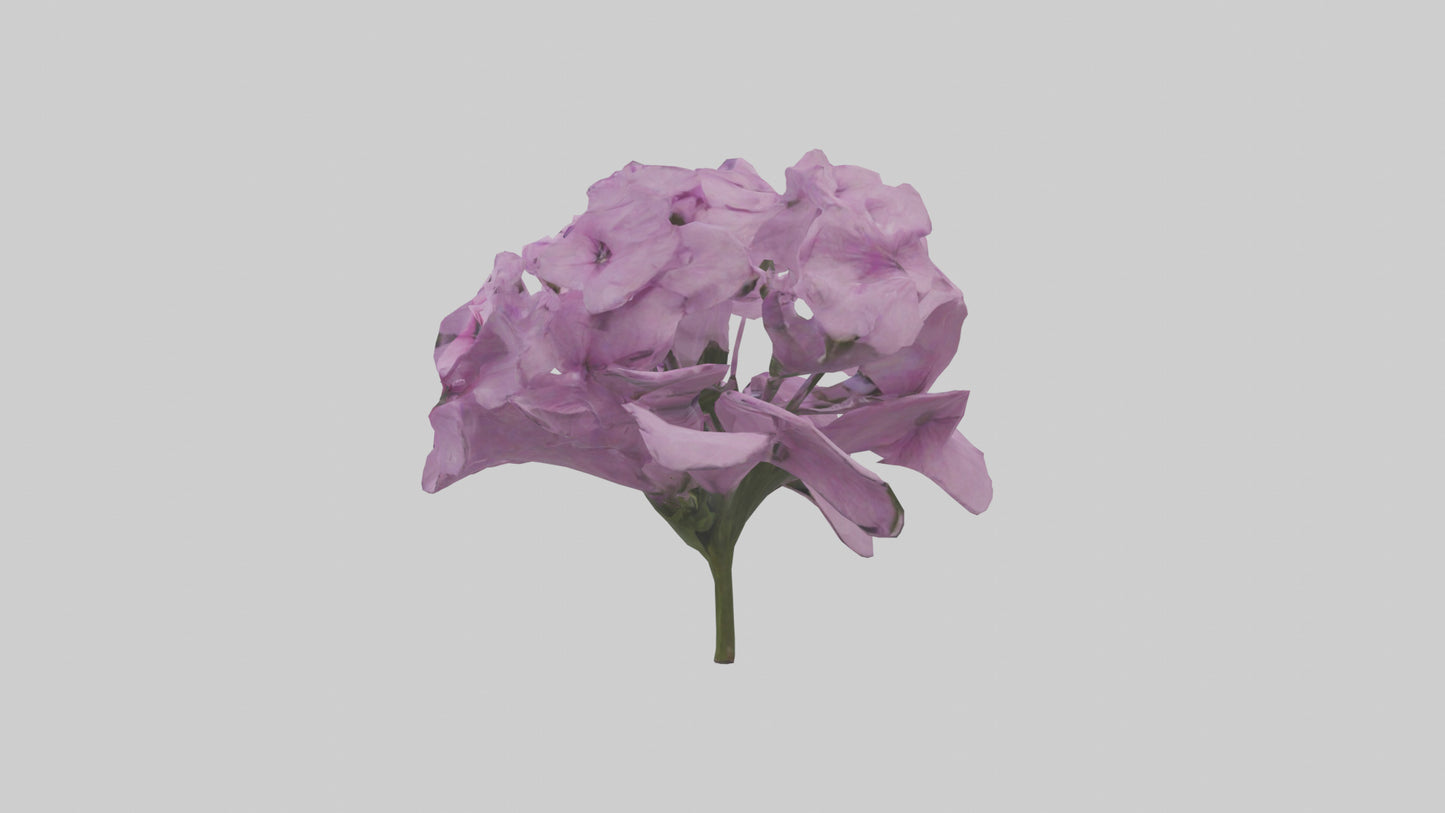3D model Phlox model VR / AR / low-poly