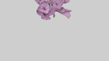 3D model Phlox model VR / AR / low-poly