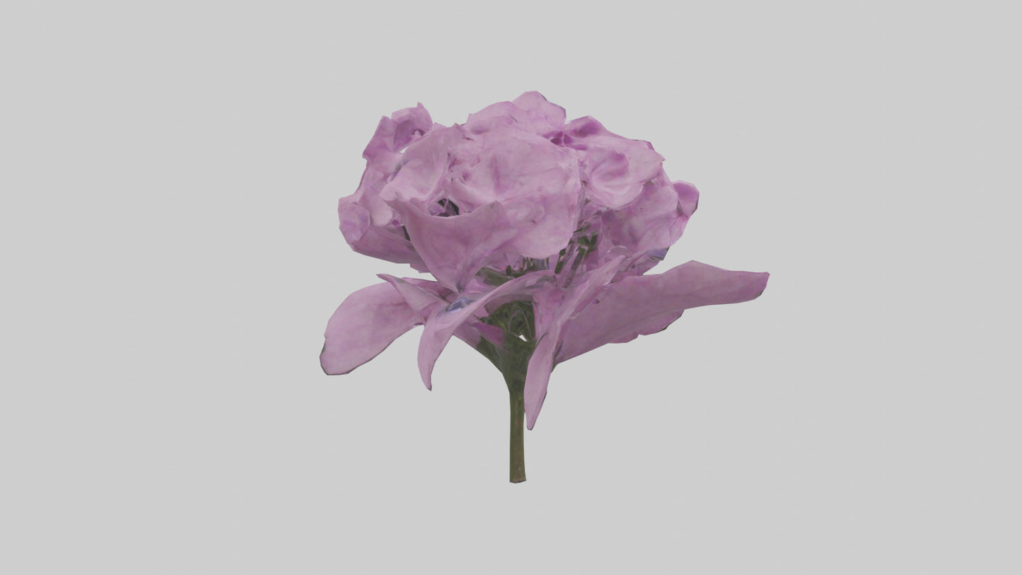 3D model Phlox model VR / AR / low-poly