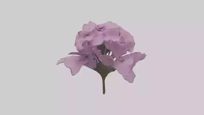 3D model Phlox model VR / AR / low-poly