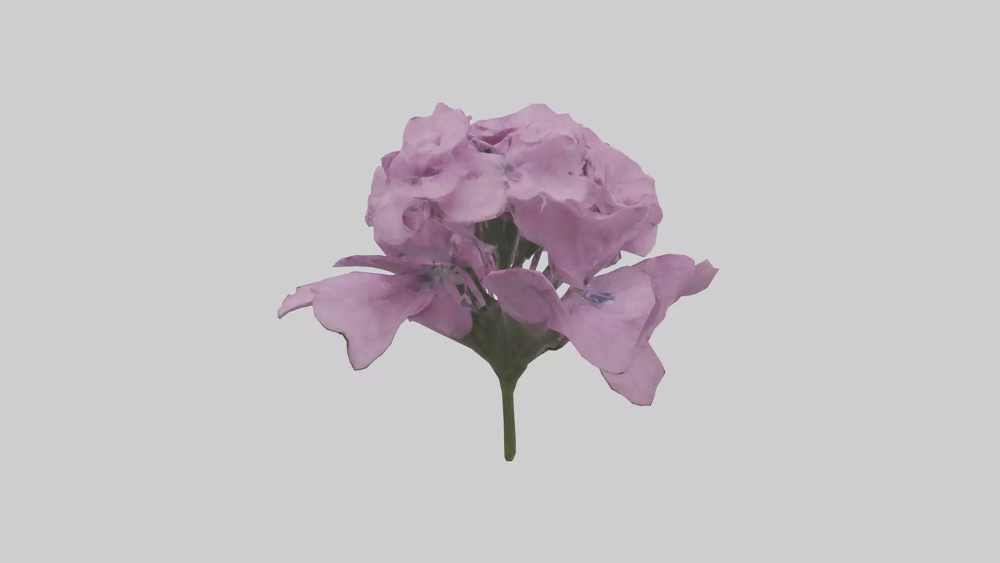 3D model Phlox model VR / AR / low-poly