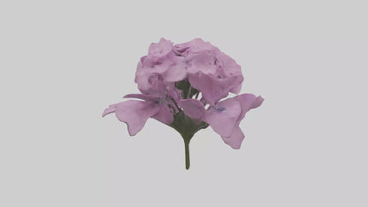3D model Phlox model VR / AR / low-poly