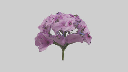 3D model Phlox model VR / AR / low-poly