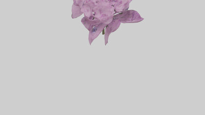 3D model Phlox model VR / AR / low-poly