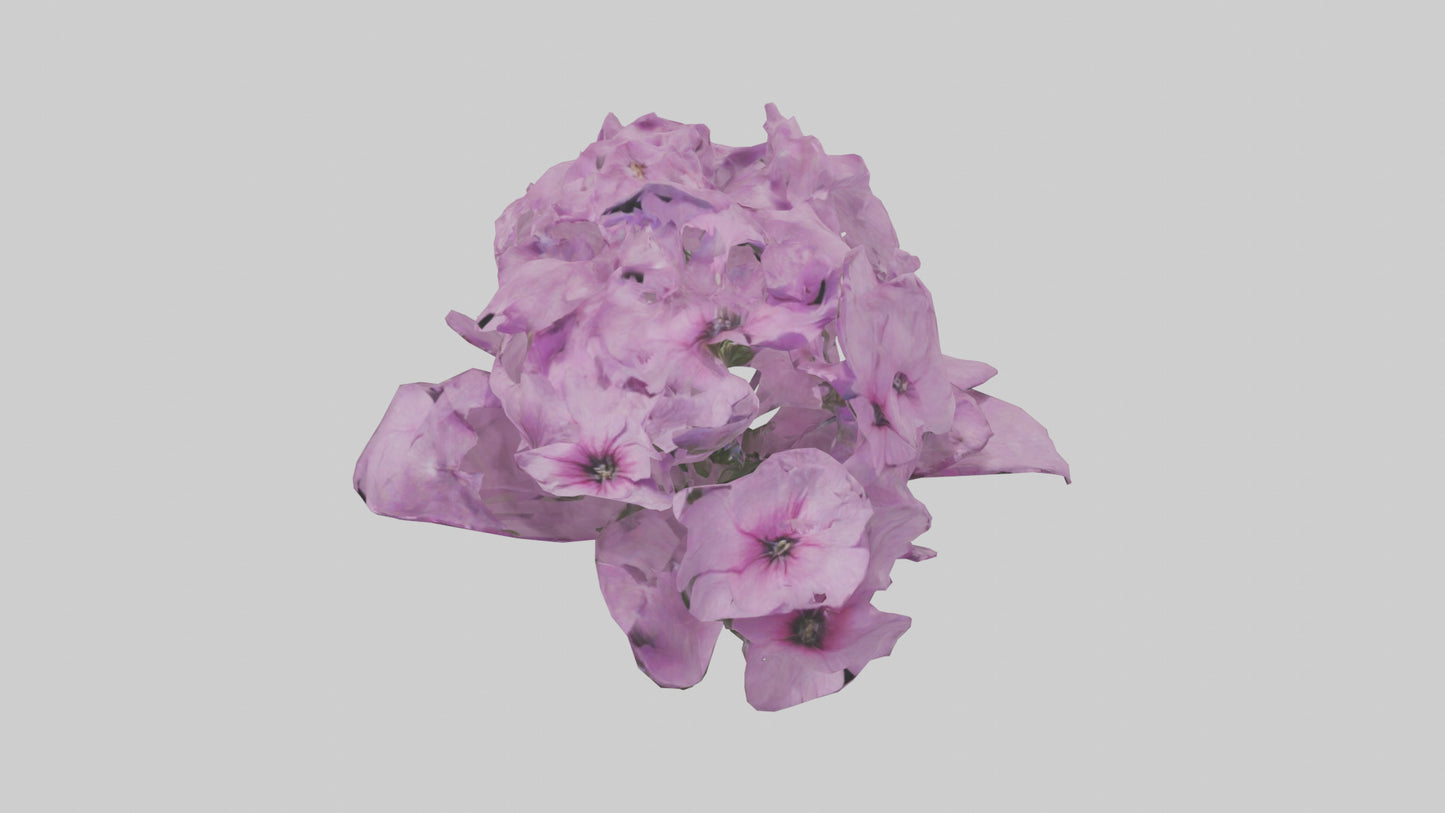 3D model Phlox model VR / AR / low-poly