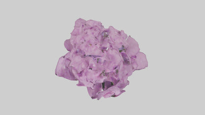 3D model Phlox model VR / AR / low-poly