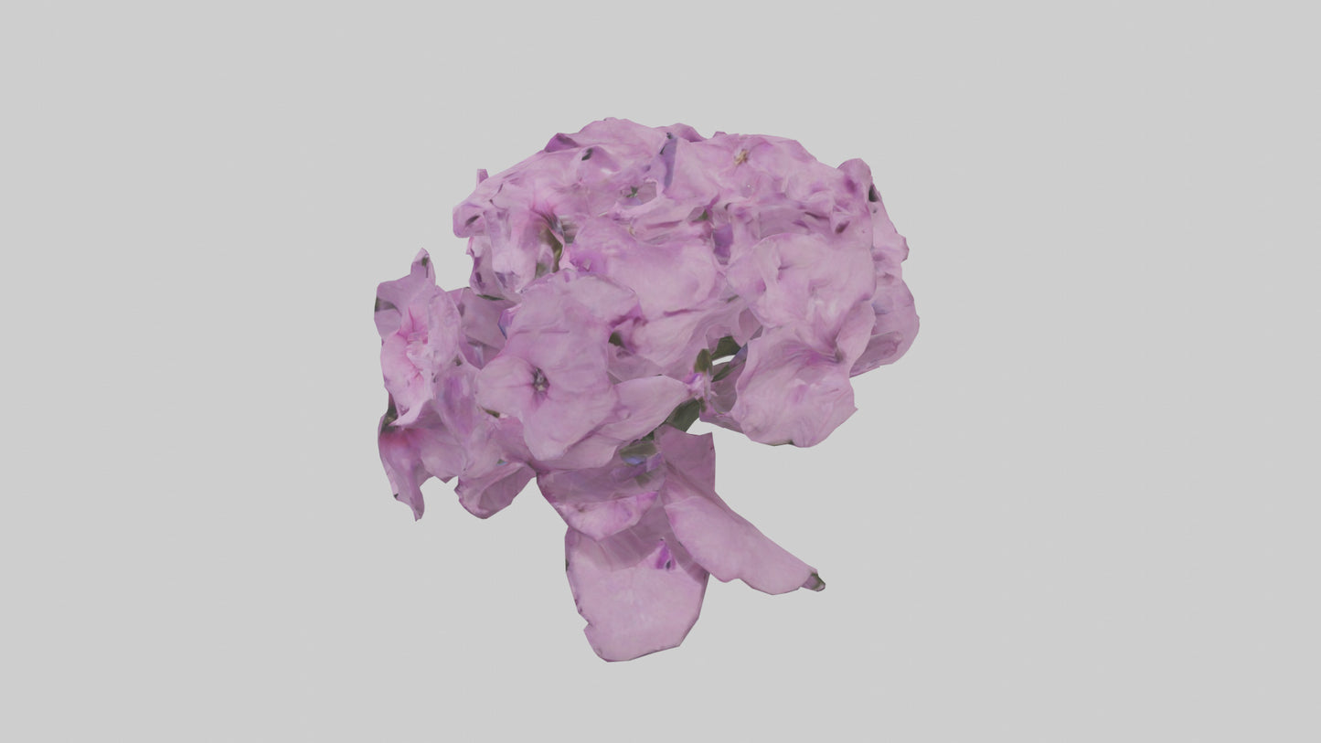 3D model Phlox model VR / AR / low-poly