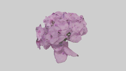 3D model Phlox model VR / AR / low-poly