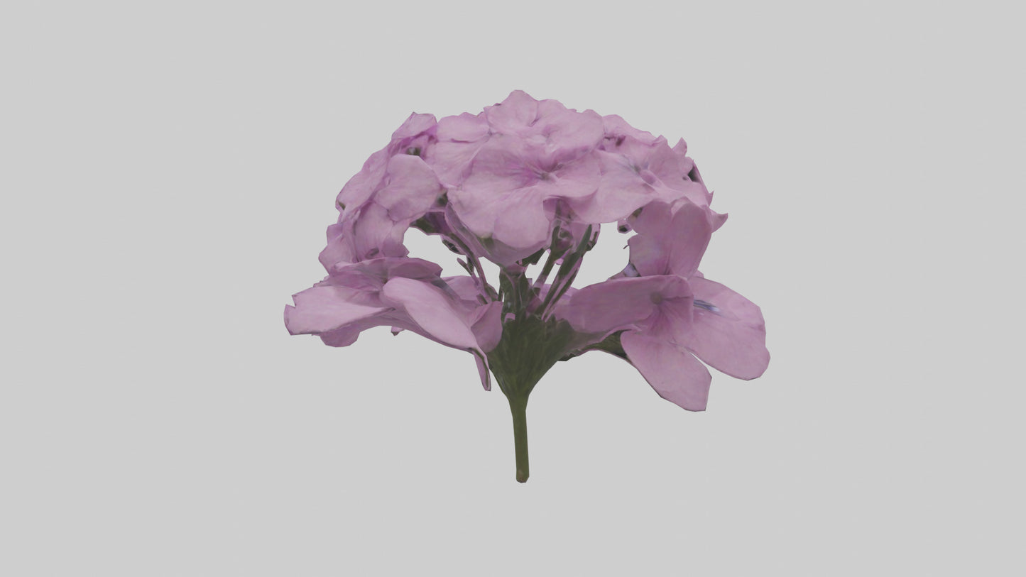 3D model Phlox model VR / AR / low-poly