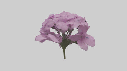 3D model Phlox model VR / AR / low-poly