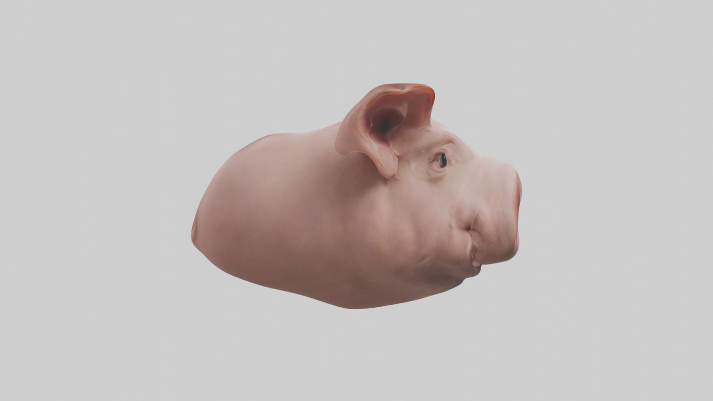 Pig Snout Model VR / AR / low-poly