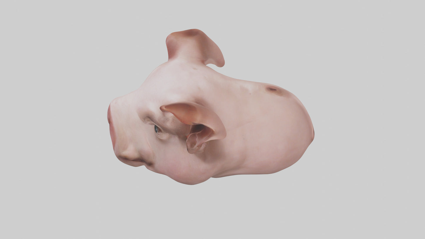 Pig Snout Model VR / AR / low-poly