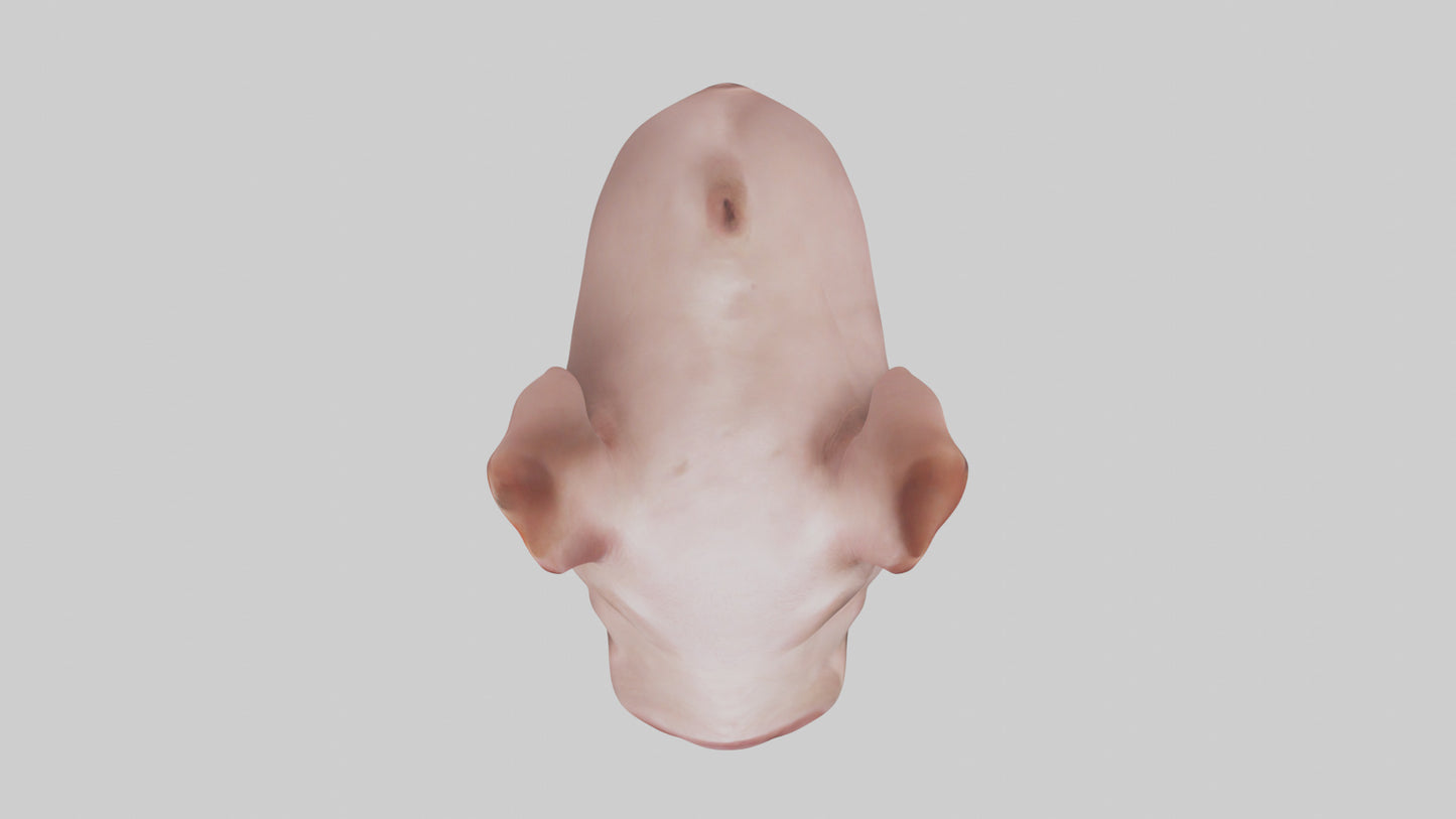 Pig Snout Model VR / AR / low-poly