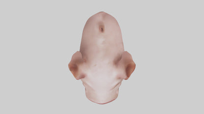 Pig Snout Model VR / AR / low-poly