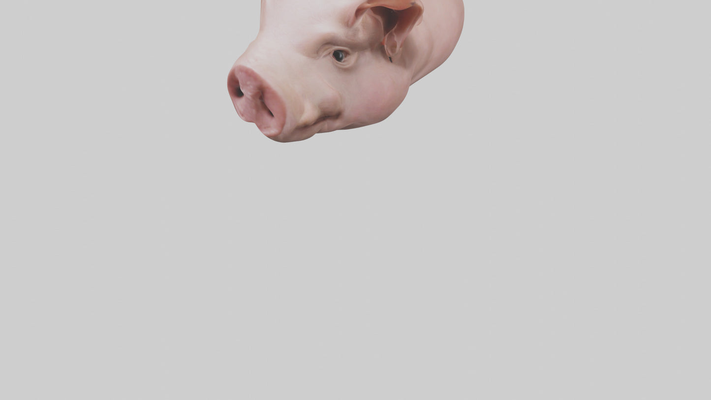 Pig Snout Model VR / AR / low-poly