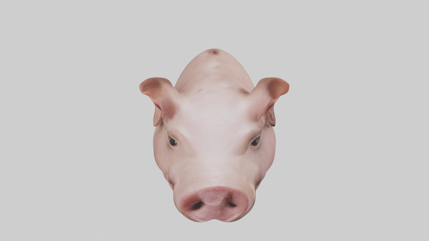 Pig Snout Model VR / AR / low-poly