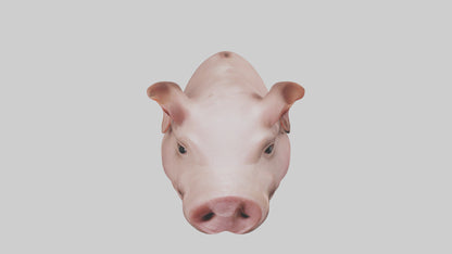 Pig Snout Model VR / AR / low-poly