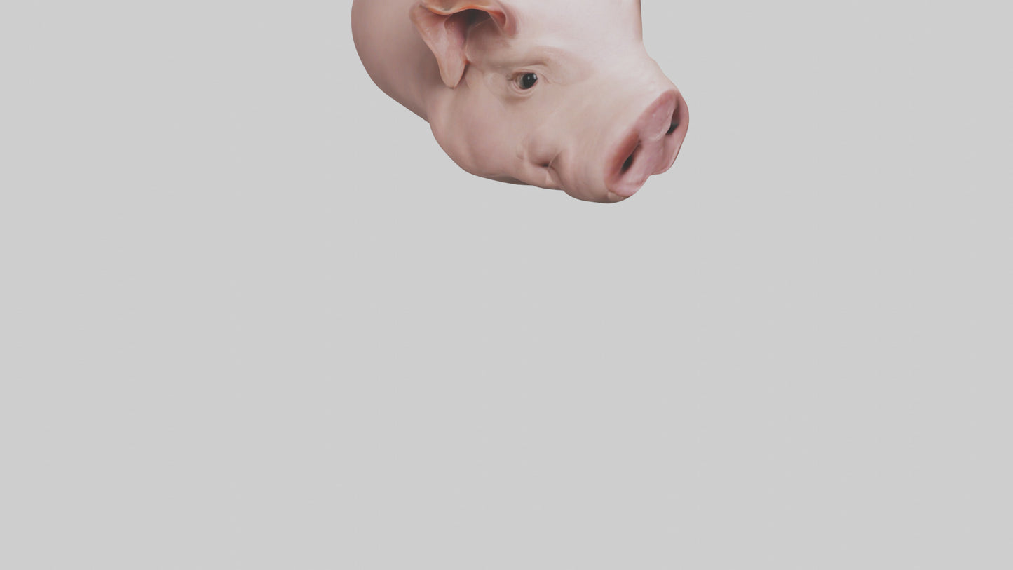 Pig Snout Model VR / AR / low-poly