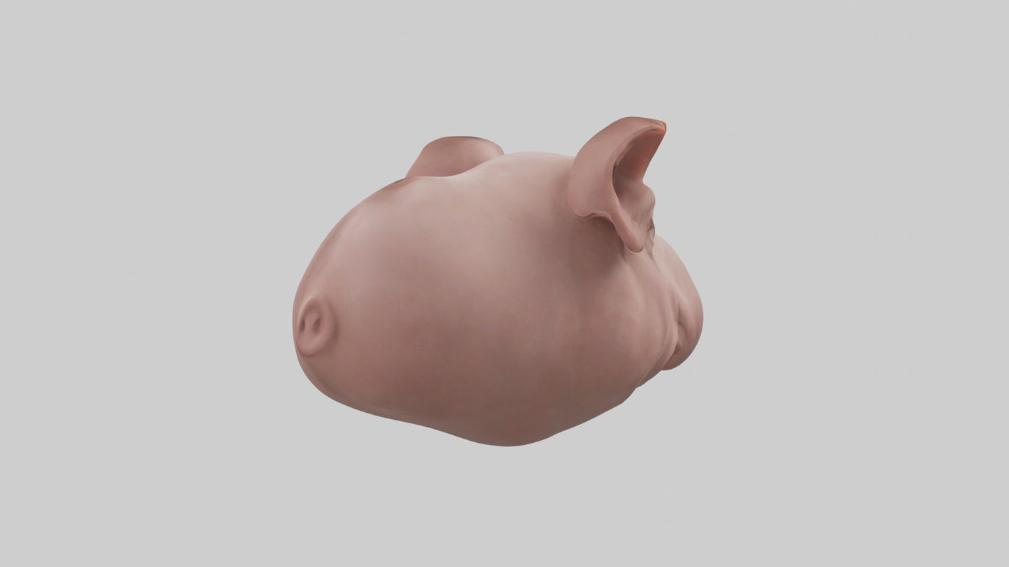 Pig Snout Model VR / AR / low-poly