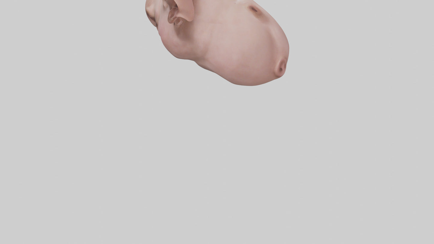 Pig Snout Model VR / AR / low-poly