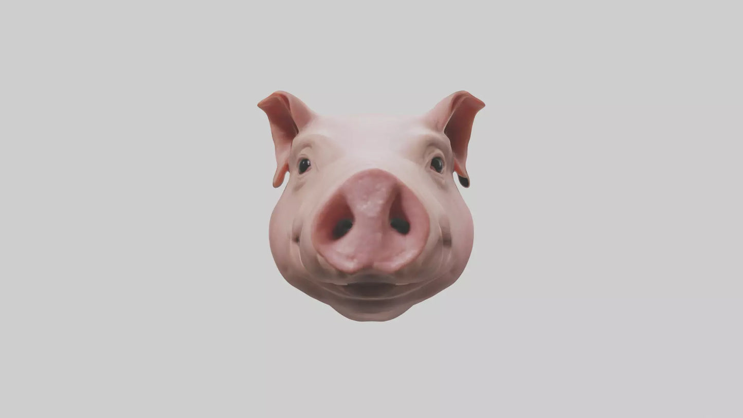 Pig Snout Model VR / AR / low-poly