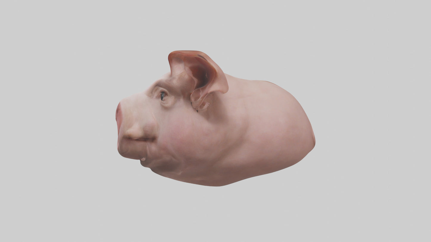 Pig Snout Model VR / AR / low-poly