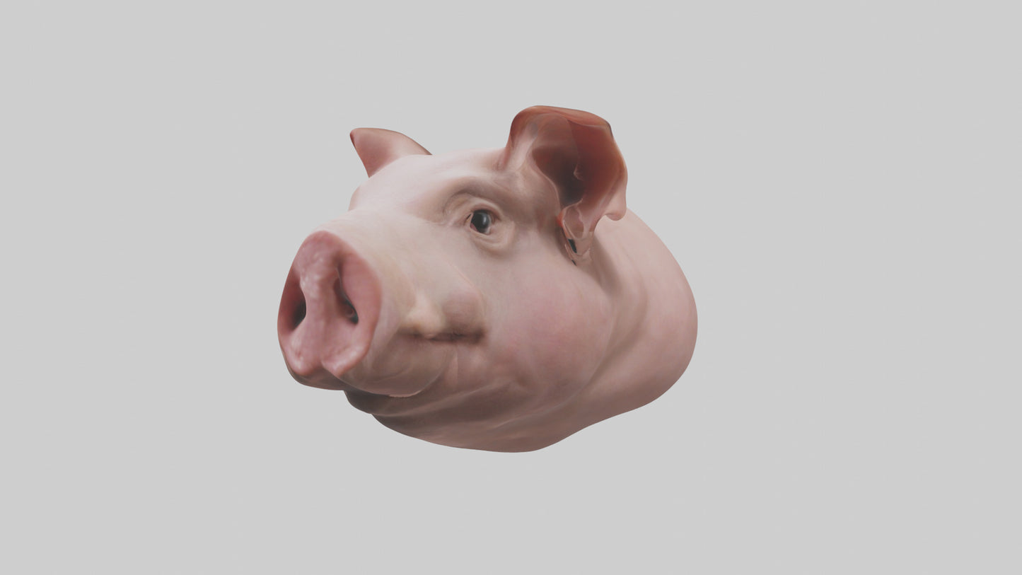 Pig Snout Model VR / AR / low-poly