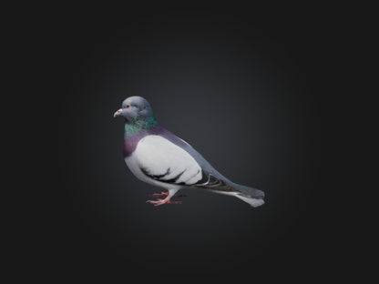 Pigeon Animated and Rigged Model 3D model animated