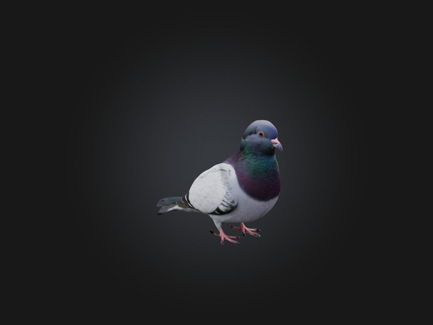 Pigeon Animated and Rigged Model 3D model animated