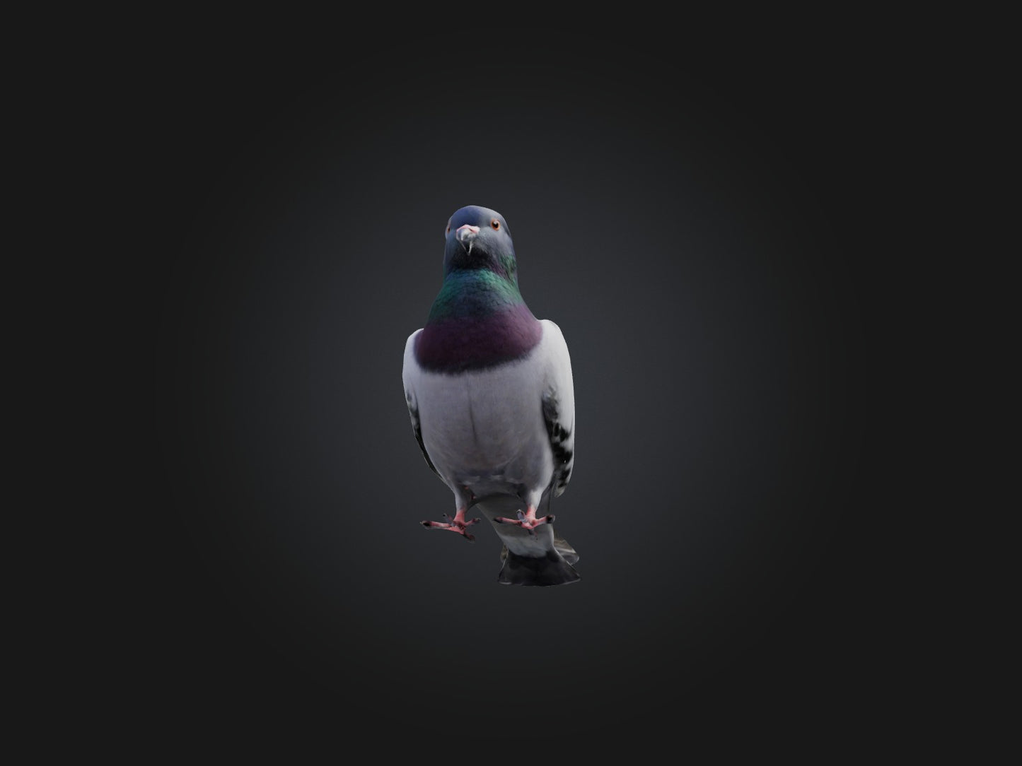 Pigeon Animated and Rigged Model 3D model animated